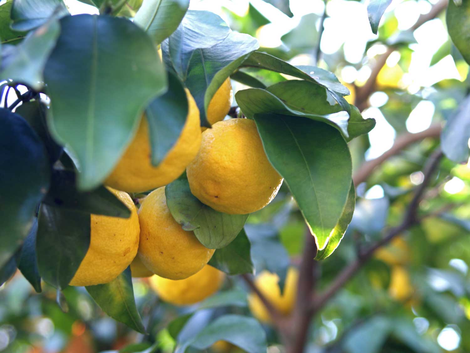 YUZU: QUE ES, ORIGEN Y PROPIEDADES